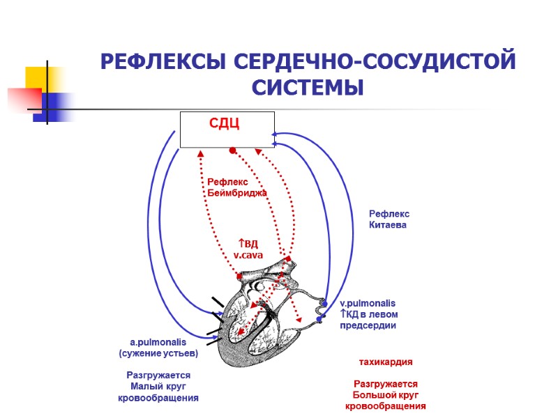 РЕФЛЕКСЫ СЕРДЕЧНО-СОСУДИСТОЙ СИСТЕМЫ